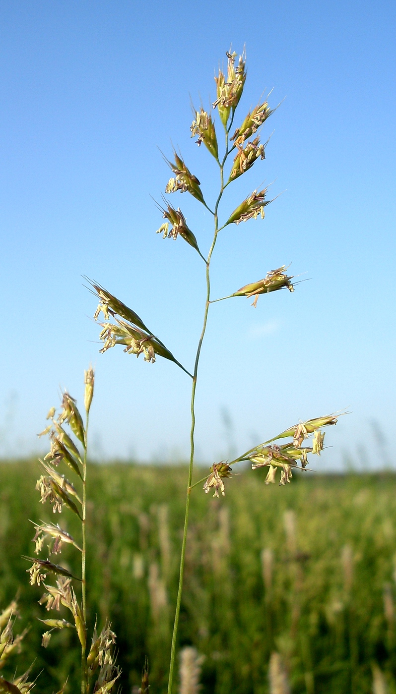 Изображение особи род Festuca.