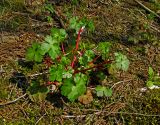 Geranium lucidum