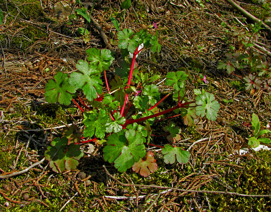 Изображение особи Geranium lucidum.