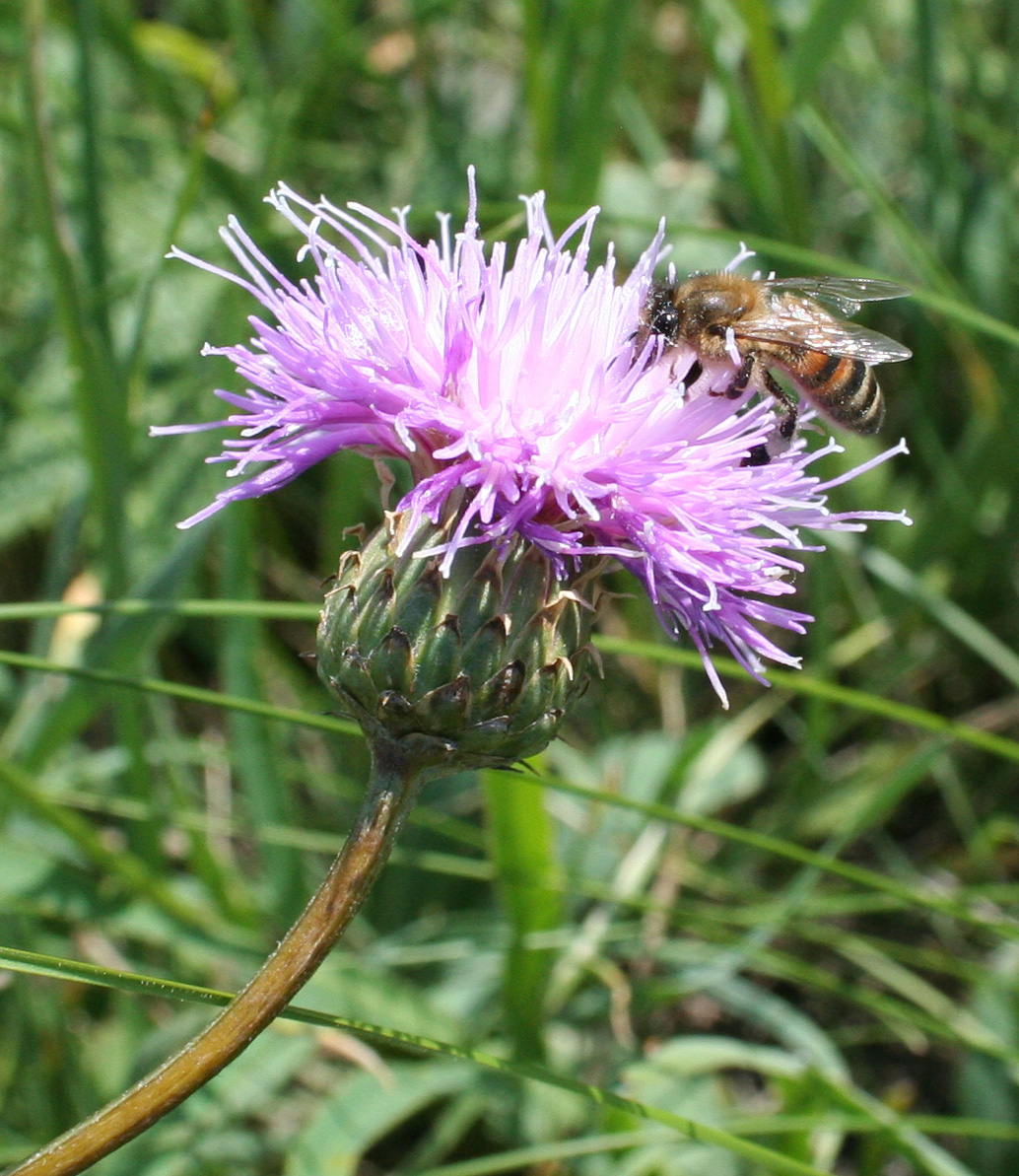 Image of Klasea marginata specimen.