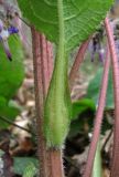 Trachystemon orientalis. Основание листа. Краснодарский край, Сочи, окр. Адлера, лес. 25.02.2015.