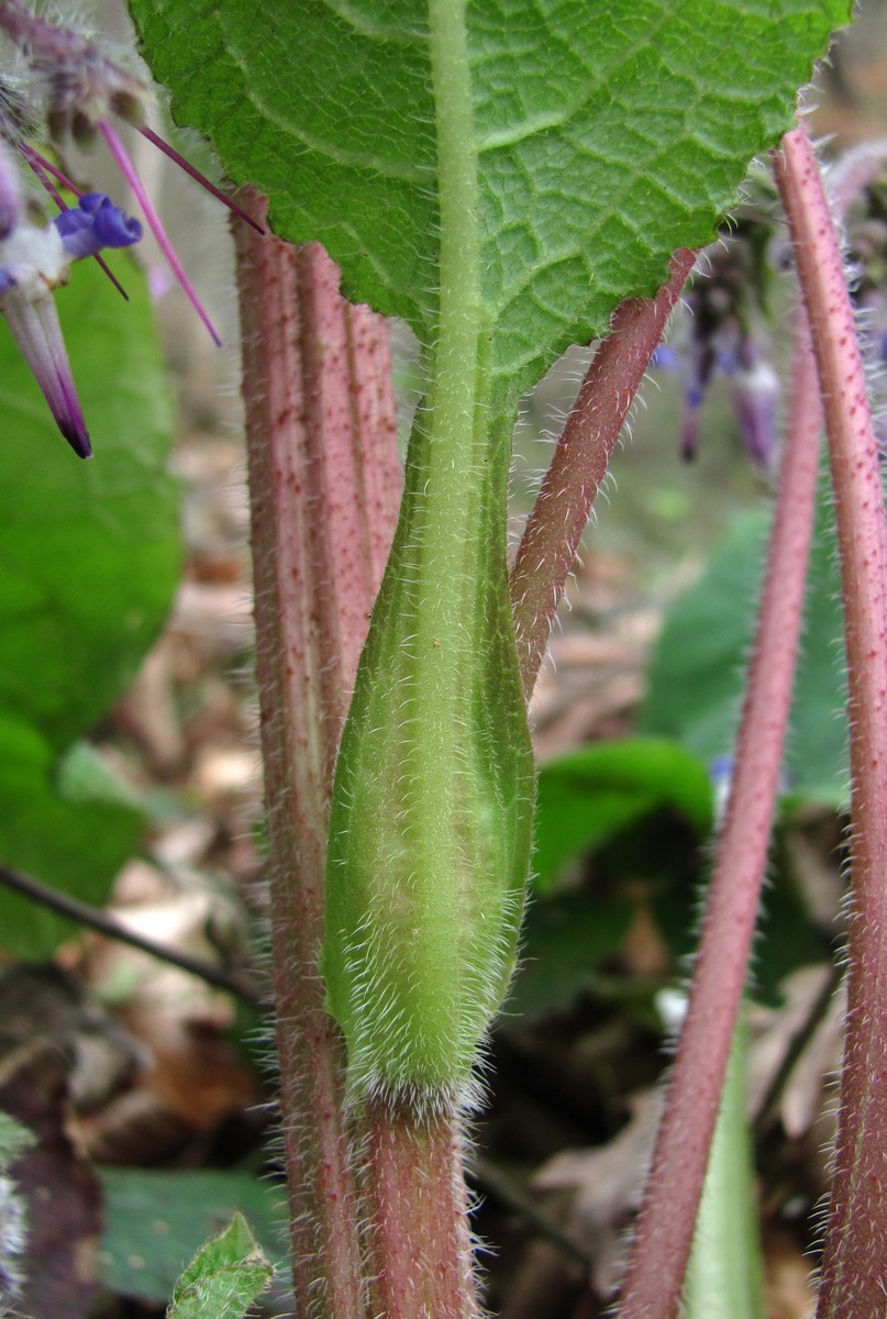 Изображение особи Trachystemon orientalis.