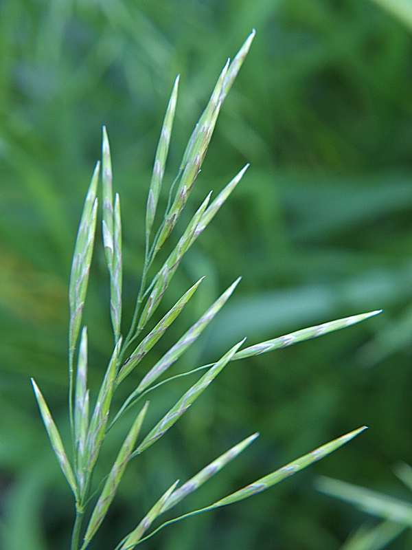 Изображение особи Bromopsis inermis.
