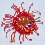 Image of taxon representative. Author is Татьяна Мальчинская