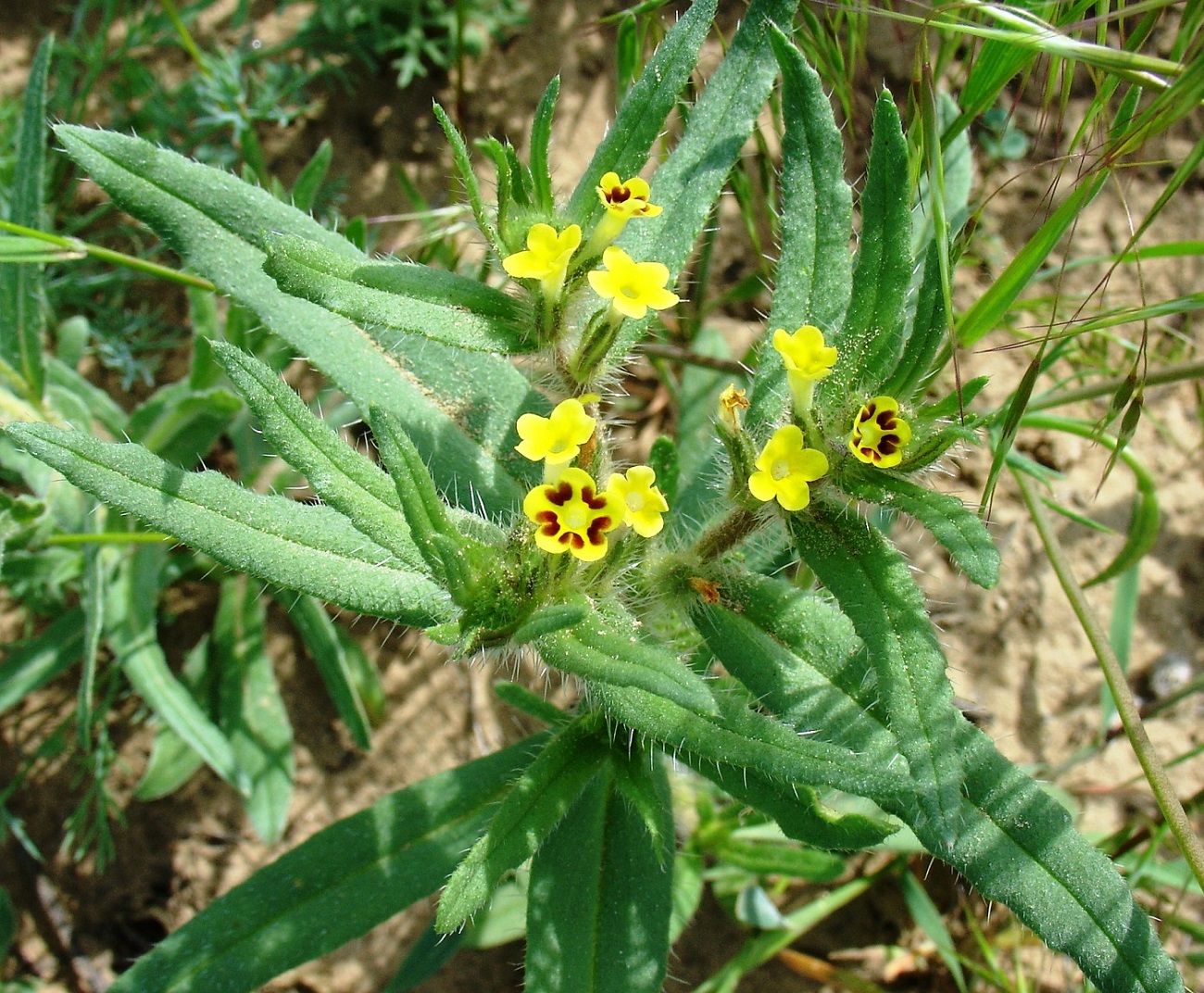 Изображение особи Arnebia guttata.