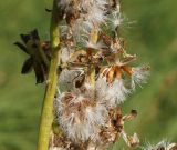 Ligularia altaica