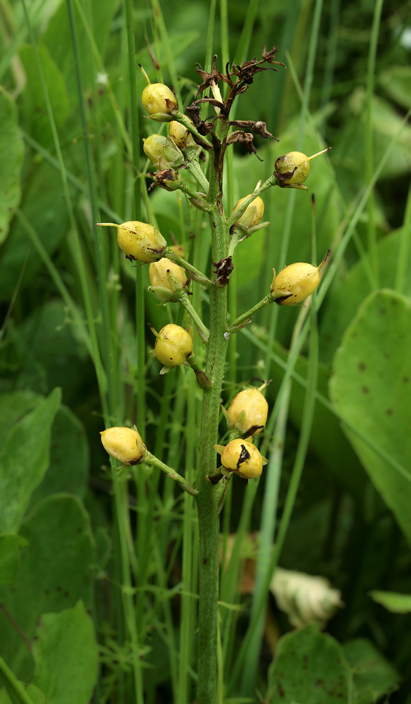 Image of Menyanthes trifoliata specimen.