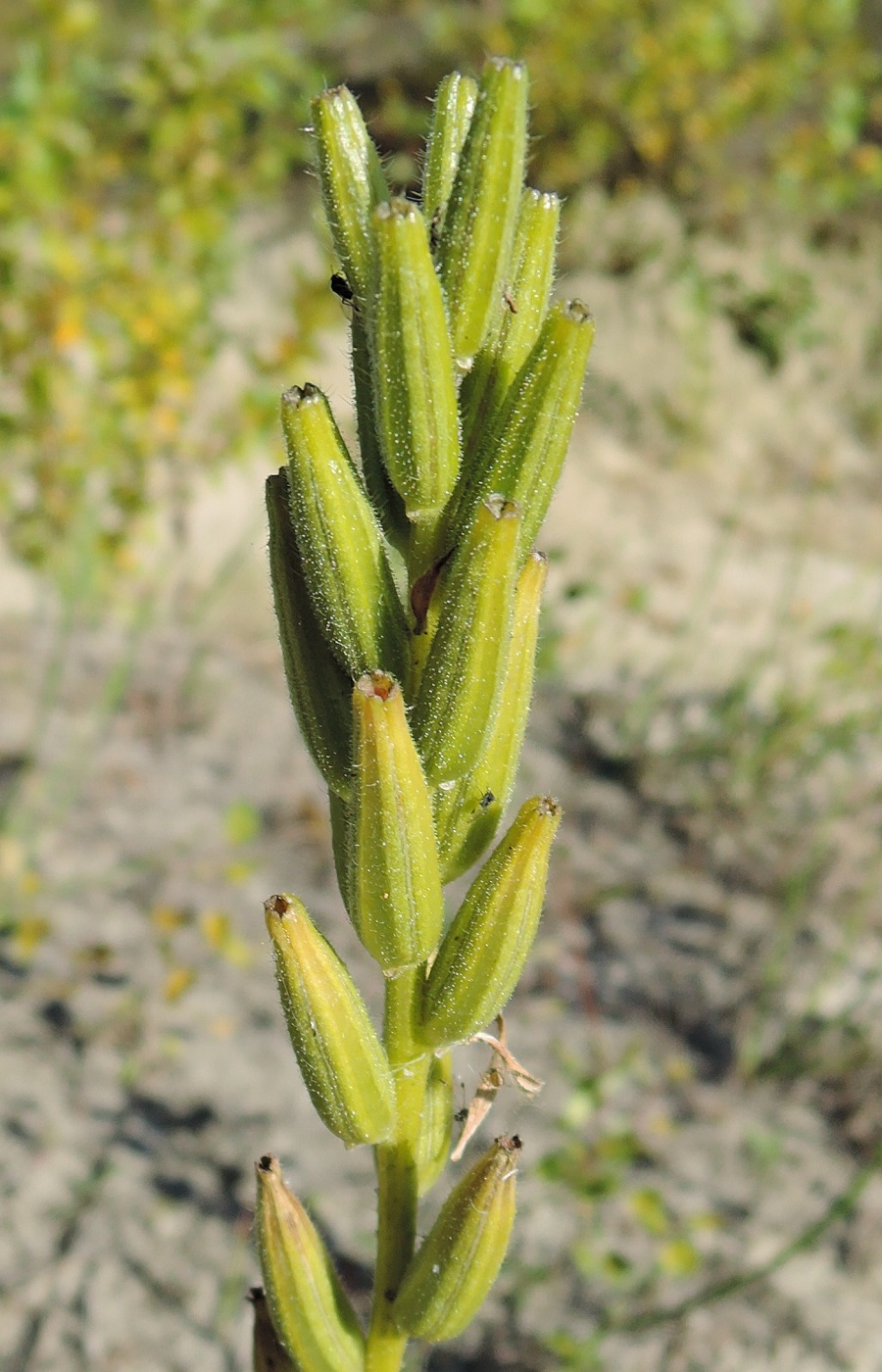 Изображение особи Oenothera biennis.