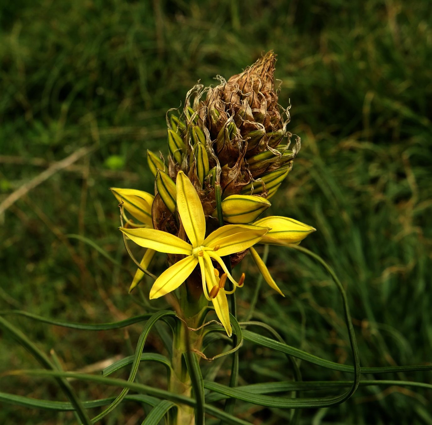 Изображение особи Asphodeline lutea.