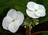 Hydrangea quercifolia. Соцветие. Италия, Венеция, озеленение. Июль.