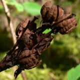 Hypopitys monotropa. Прошлогодние сухие раскрытые коробочки-плоды. Свердловская обл., окр. г. Североуральск, травяно-моховой сосняк с елью на известняках. 16.07.2006.