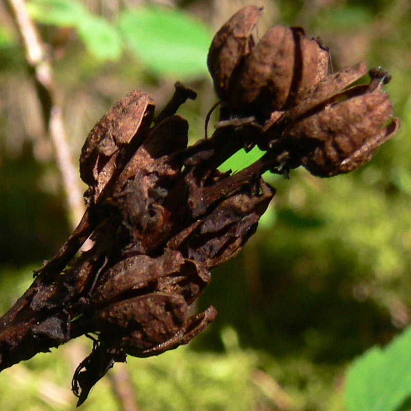 Image of Hypopitys monotropa specimen.