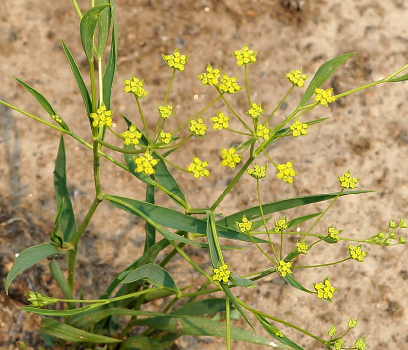 Image of Bupleurum scorzonerifolium specimen.
