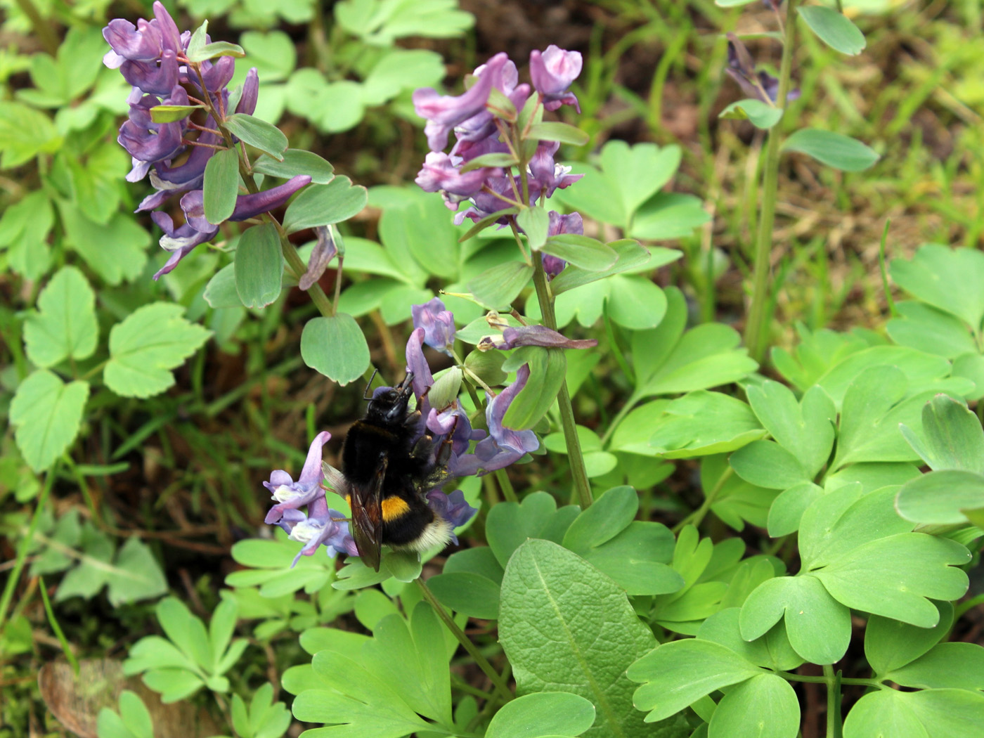 Image of Corydalis solida specimen.