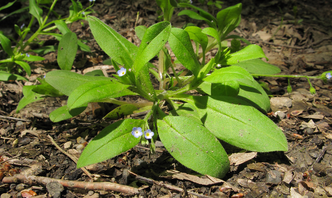 Image of Myosotis sparsiflora specimen.