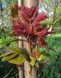 Ailanthus altissima