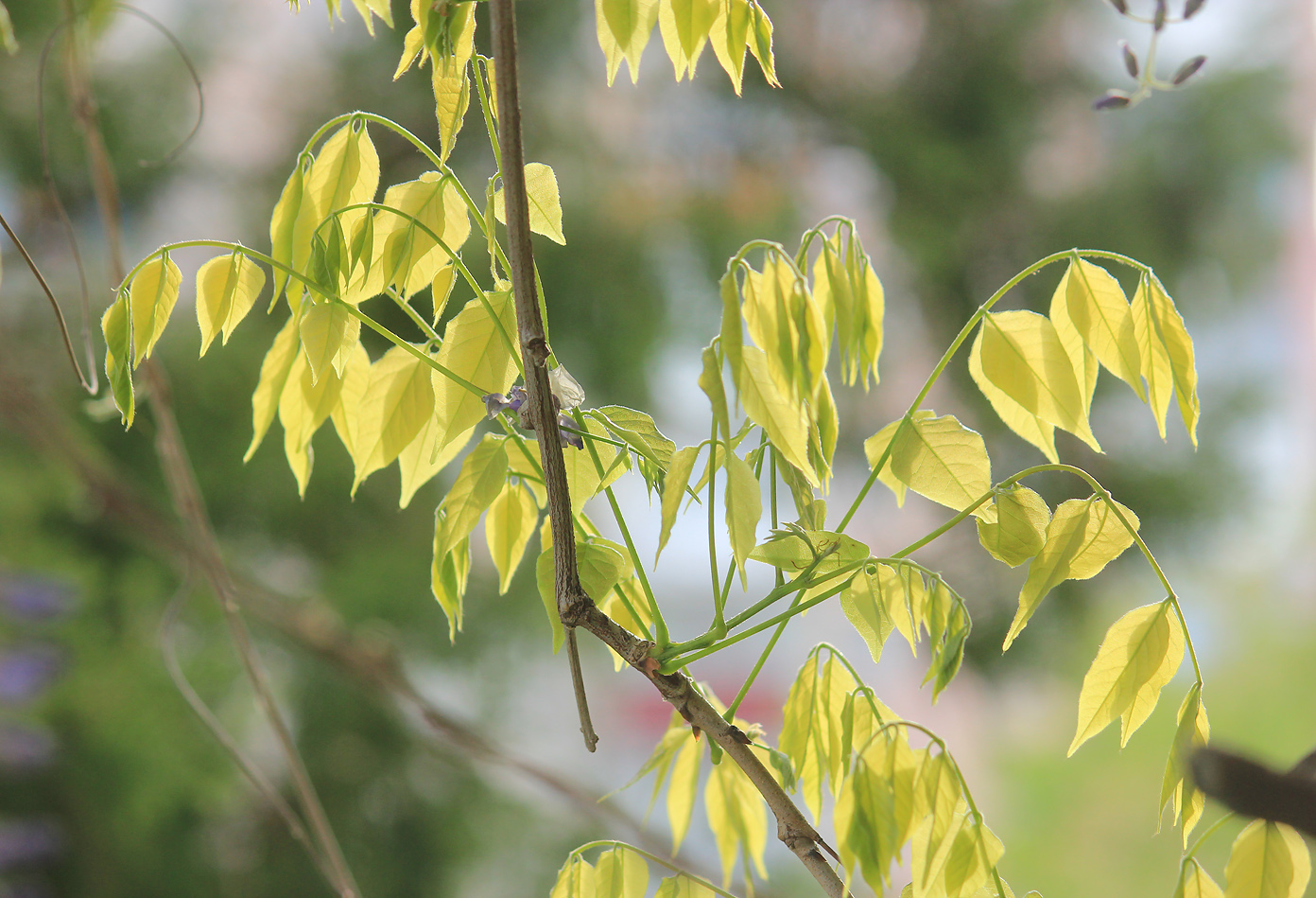 Изображение особи Wisteria sinensis.