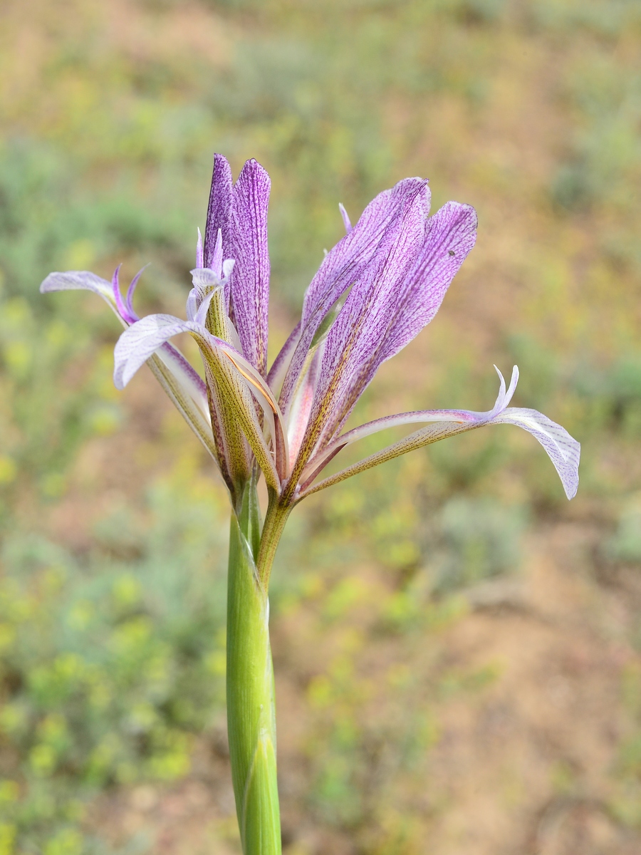 Изображение особи Iris songarica.