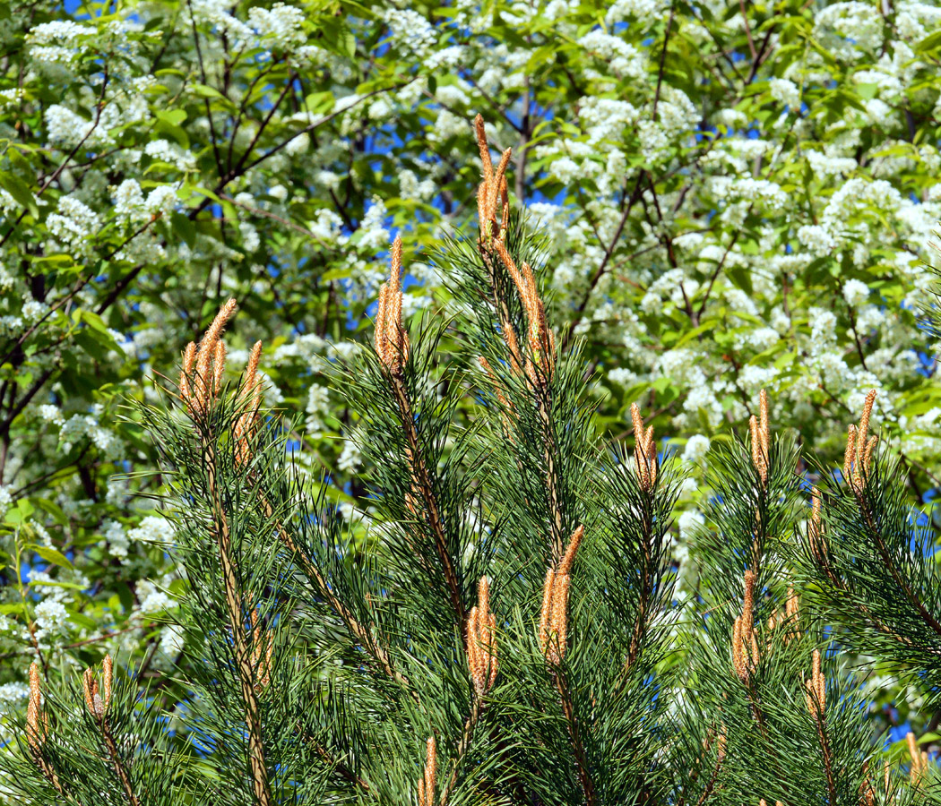 Изображение особи Pinus sylvestris.