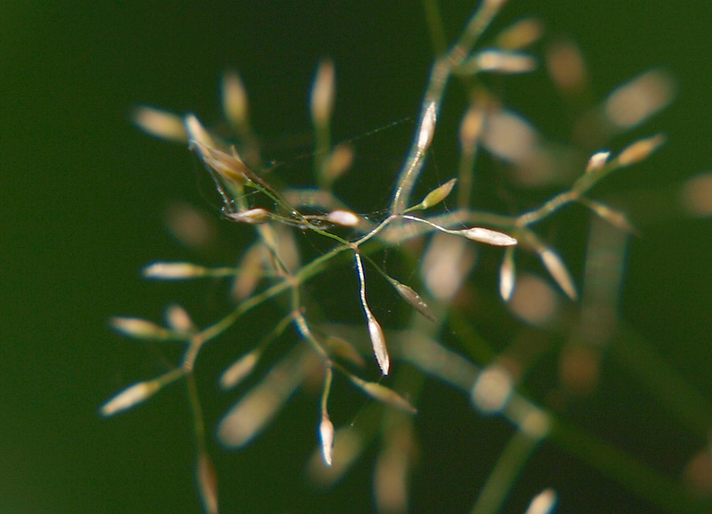 Image of Agrostis tenuis specimen.