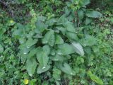 Betonica macrantha