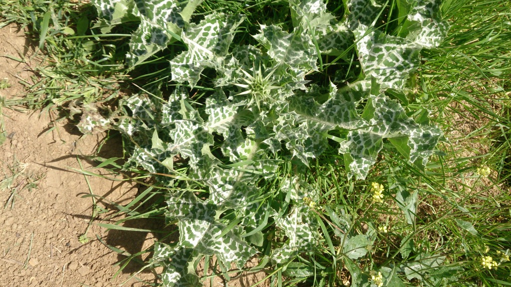 Image of Silybum marianum specimen.