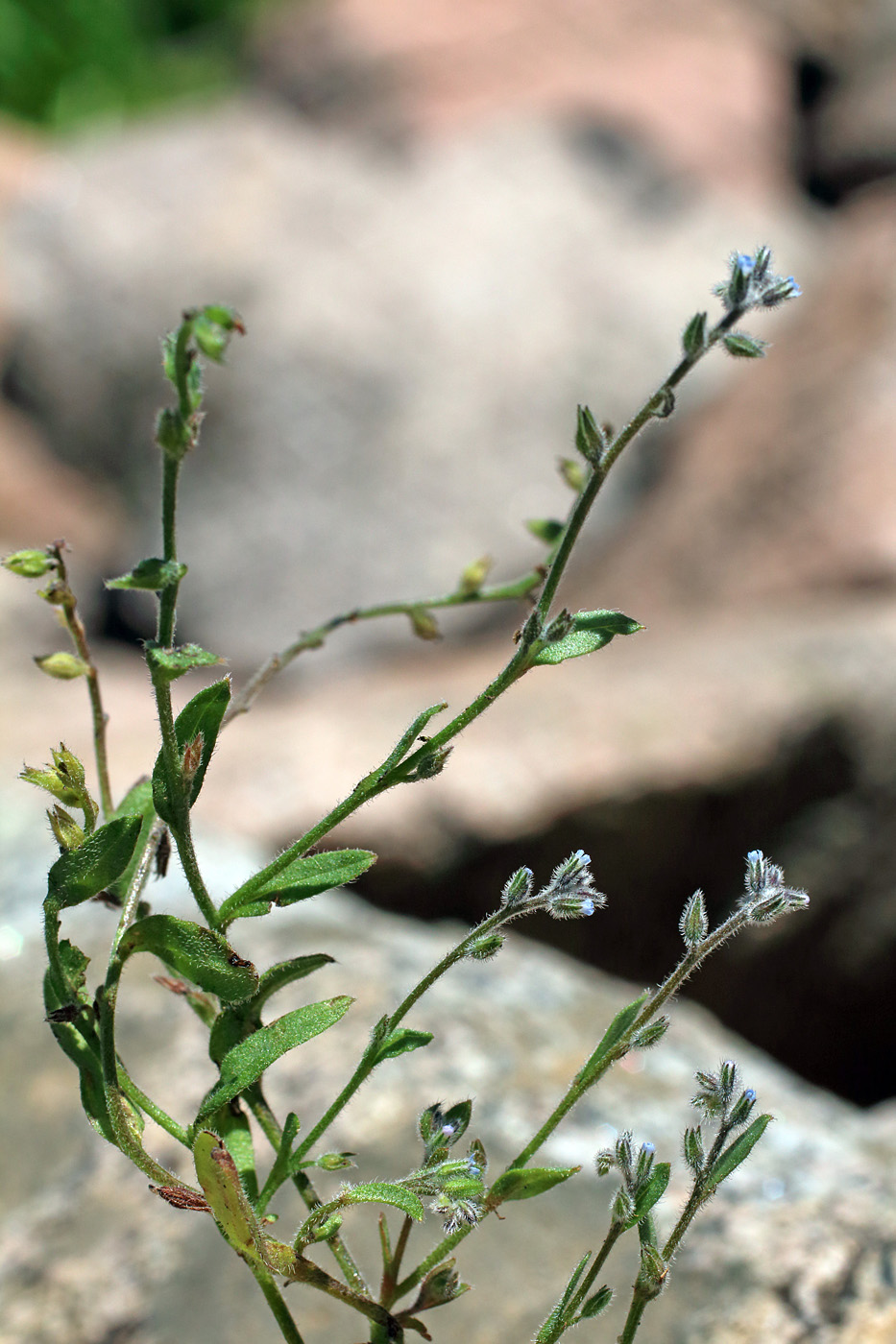 Image of Myosotis refracta specimen.