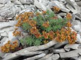 Euphorbia petrophila. Цветущее растение. Краснодарский край, г. Геленджик, с. Кабардинка, отроги горы Совхозная, каменистая осыпь. 11.06.2016.