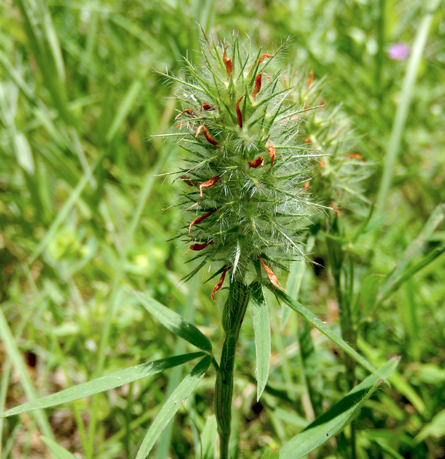 Изображение особи Trifolium angustifolium.