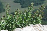 Scrophularia rupestris. Цветущее растение. Горный Крым, верхнее плато массива Чатыр-Даг. 20.06.2016.