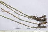 Image of taxon representative. Author is Сергей Банкетов