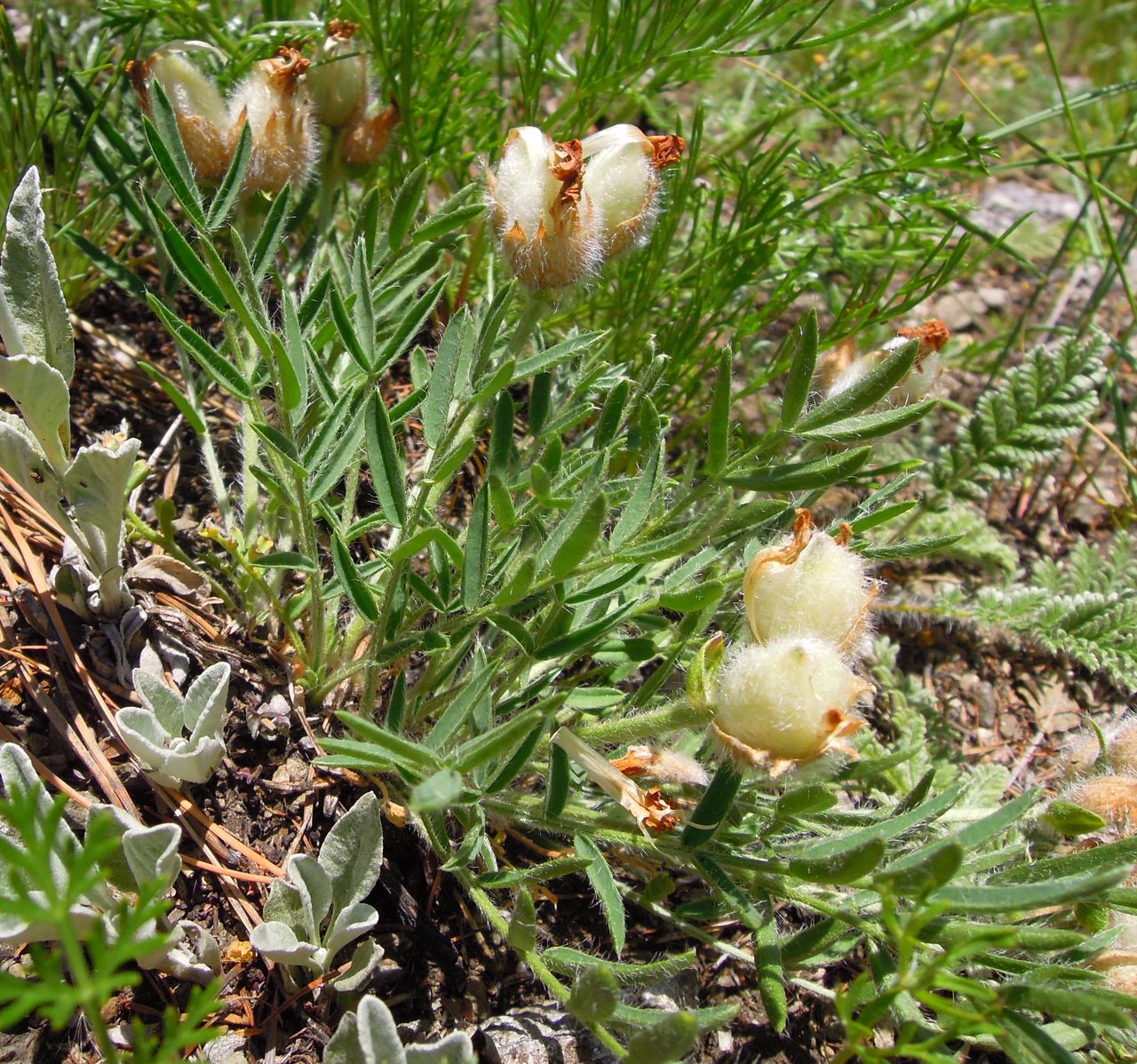 Изображение особи Oxytropis setosa.