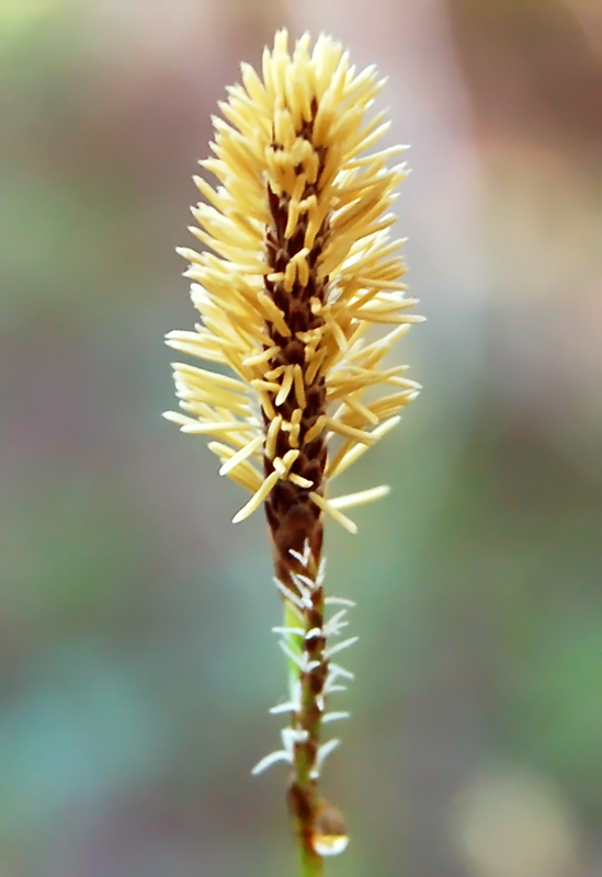 Изображение особи Carex ericetorum.