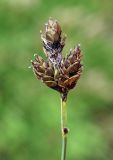 Carex orbicularis