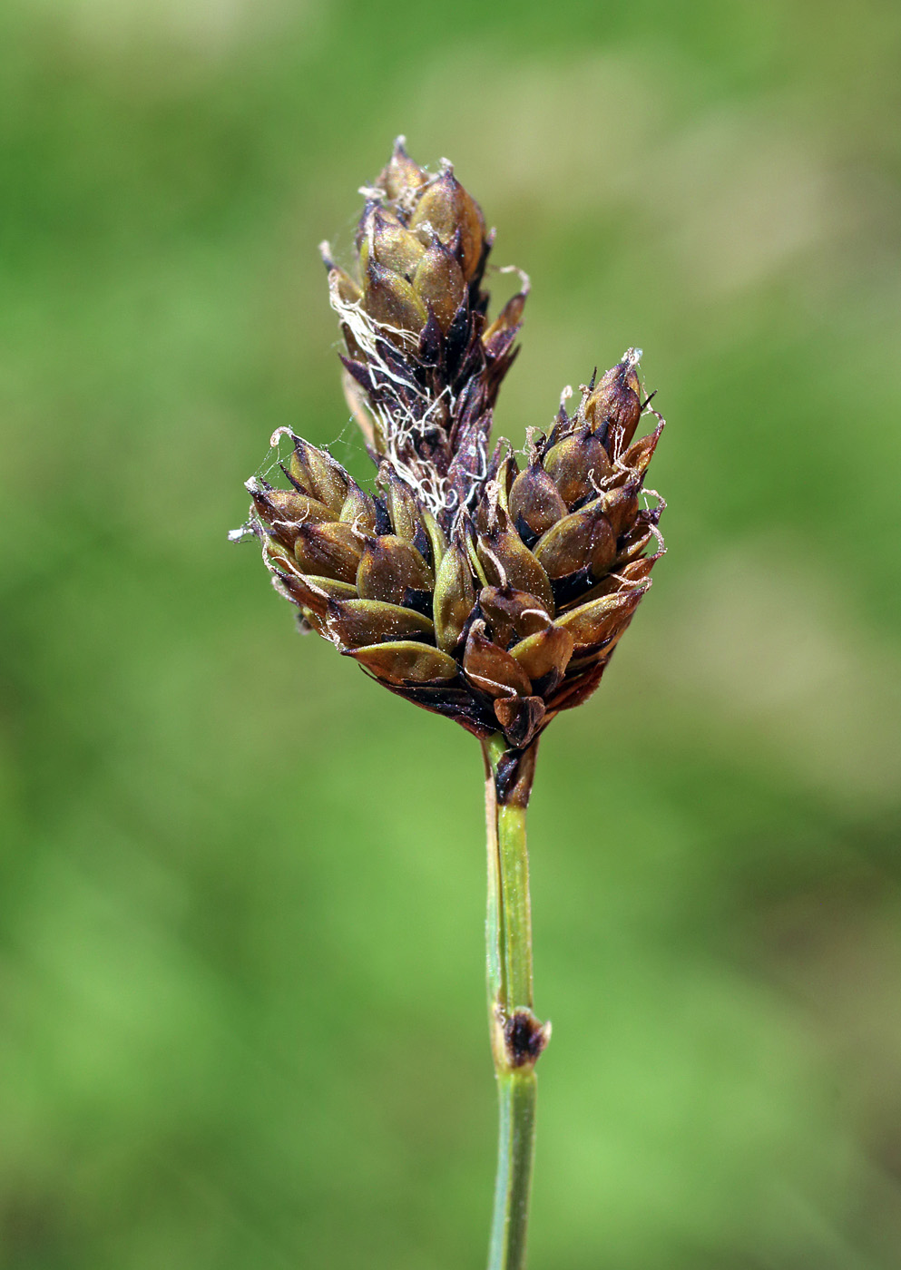 Изображение особи Carex orbicularis.