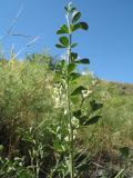 Meristotropis triphylla. Верхушка цветущей ветви. Южный Казахстан, хр. Сырдарьинский Каратау, устьевая часть ущ. Беркара, ≈650 м н.у.м. 5 июня 2016 г.