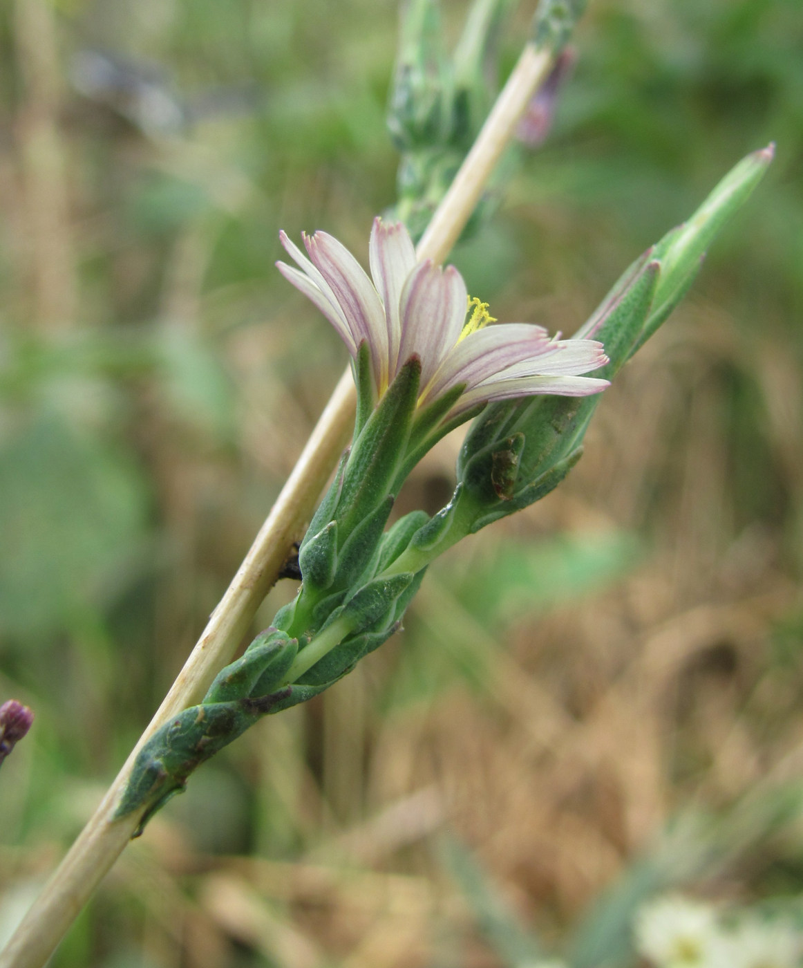 Image of Lactuca saligna specimen.