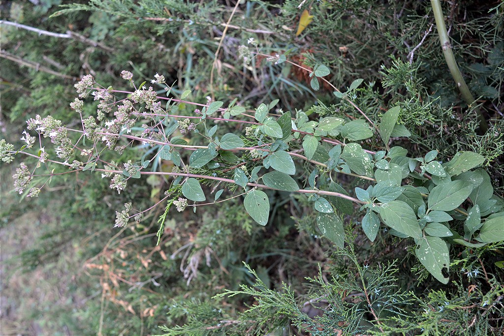 Image of Origanum vulgare specimen.