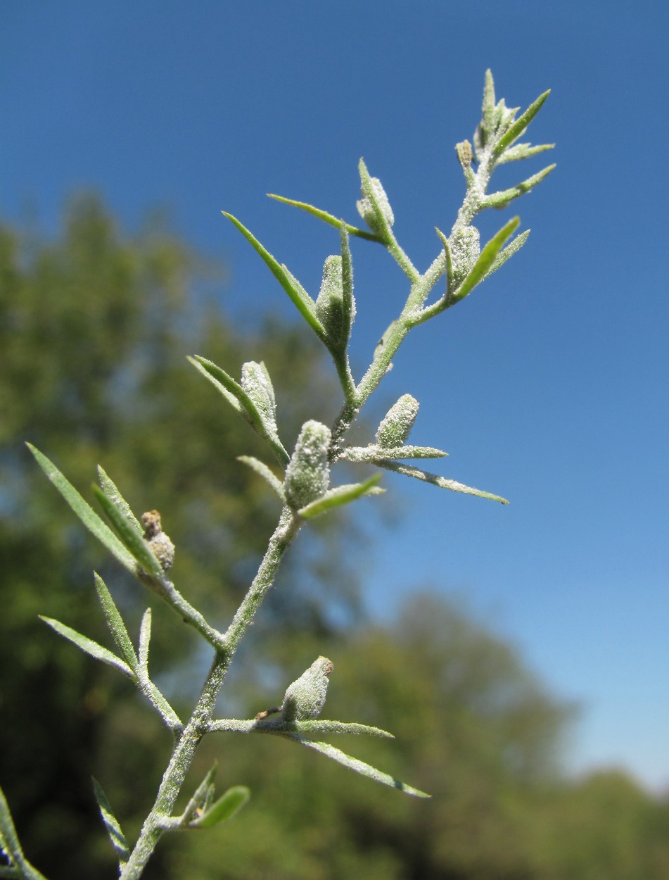 Изображение особи Thesium ramosum.