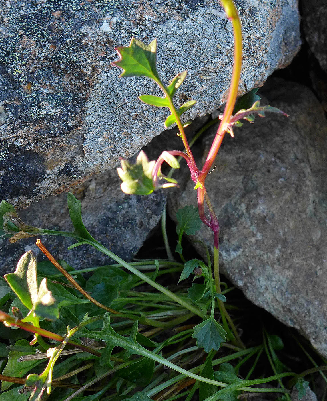 Изображение особи Tephroseris heterophylla.