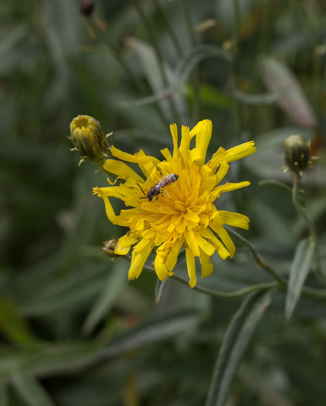 Изображение особи Hieracium umbellatum.