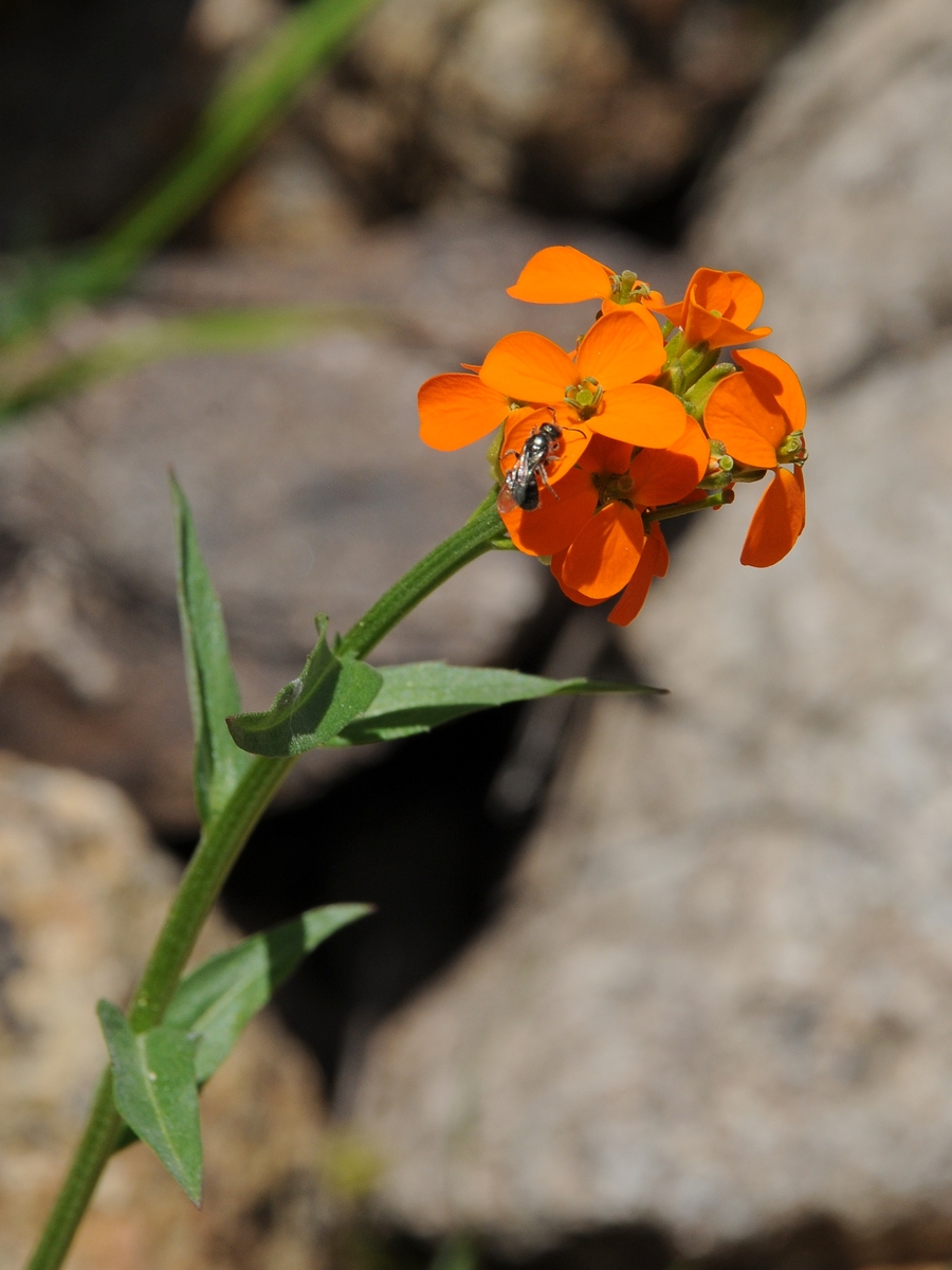 Изображение особи Erysimum croceum.