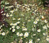 Matricaria recutita
