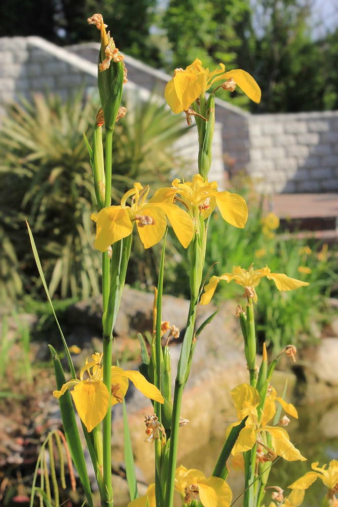 Изображение особи Iris pseudacorus.