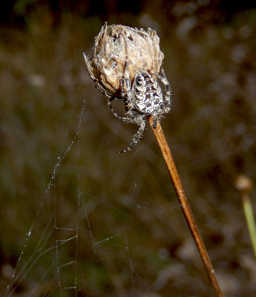 Изображение особи Cephalaria uralensis.