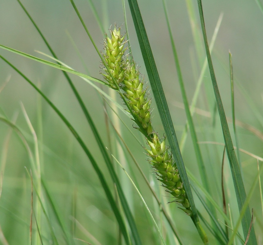 Изображение особи Carex atherodes.