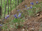 Pulsatilla regeliana. Цветущие растения. Иркутская обл., Шелеховский р-н, окр. с. Моты, склон горы Домашняя, рядом с небольшой группой молодых Pinus sylvestris. 25.05.2016.