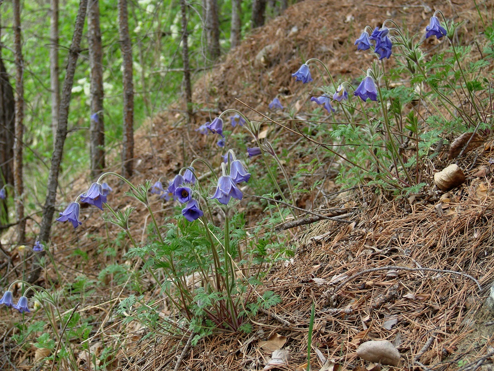 Image of Pulsatilla regeliana specimen.