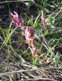 Corydalis ledebouriana