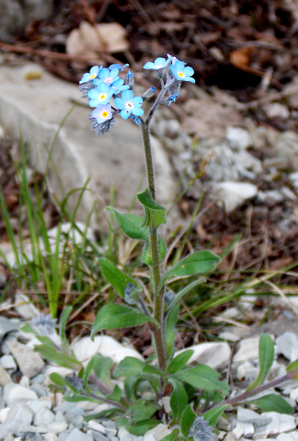 Изображение особи Myosotis lithospermifolia.